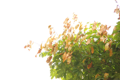 Kunstleria keralensis